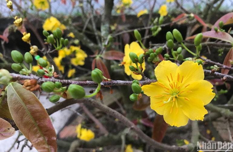 Lấp lánh sắc mai vàng khởi chào năm mới.