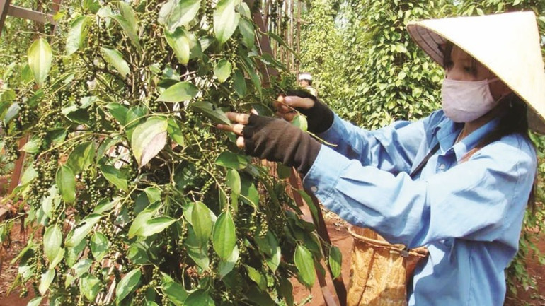 Các mặt hàng nông sản xuất khẩu đang được lợi lớn về giá.