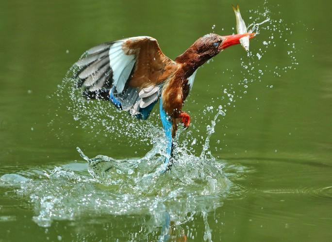 Thời gian qua, công tác bảo vệ các loài chim hoang dã, di cư được các cấp, các ngành, các địa phương quan tâm chỉ đạo thực hiện và đã đạt được nhiều kết quả tích cực. (Ảnh minh họa: Internet) Thời gian qua, công tác bảo vệ các loài chim hoang dã, di cư được các cấp, các ngành, các địa phương quan tâm chỉ đạo thực hiện và đã đạt được nhiều kết quả tích cực. (Ảnh minh họa: Internet)