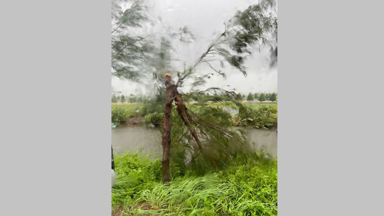 Gió to làm gãy cây xanh khu vực ven biển huyện Giao Thủy, Nam Định.