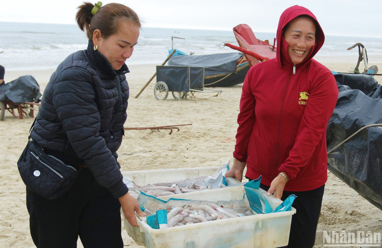 Thương lái thu mua cá khoai ngay tại bãi biển Hải Ninh, huyện Quảng Ninh.