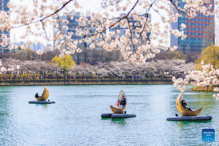 Seokchon là một trong những địa điểm nổi tiếng nhất ở Seoul để ngắm hoa anh đào, thu hút đông đảo du khách mỗi dịp xuân về. (Ảnh: Xinhua)