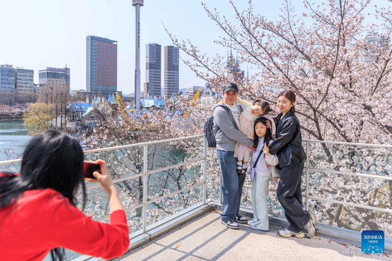 Người dân Seoul ghi lại khoảnh khắc đẹp bên hoa anh đào nở rộ ở hồ Seokchon. (Ảnh: Xinhua)
