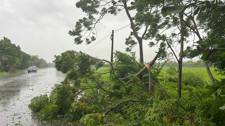 Cây ngã đổ trên đường. (Ảnh: MAI TÚ) Cây ngã đổ trên đường. (Ảnh: MAI TÚ)