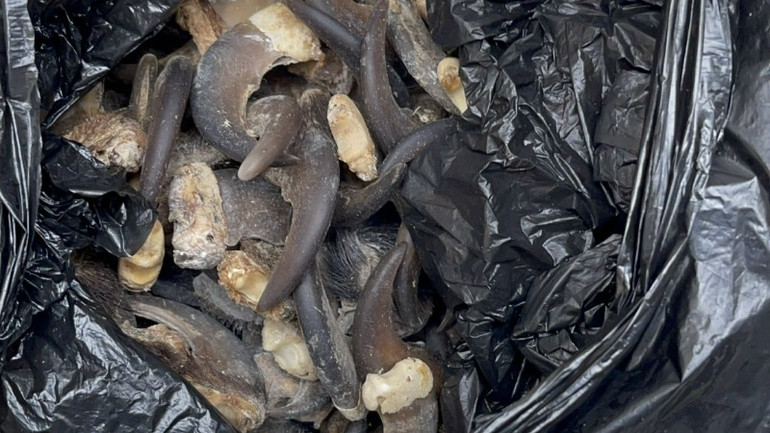 Tang vật bị tịch thu. (Ảnh: Cục Hải quan Thành phố Hồ Chí Minh)