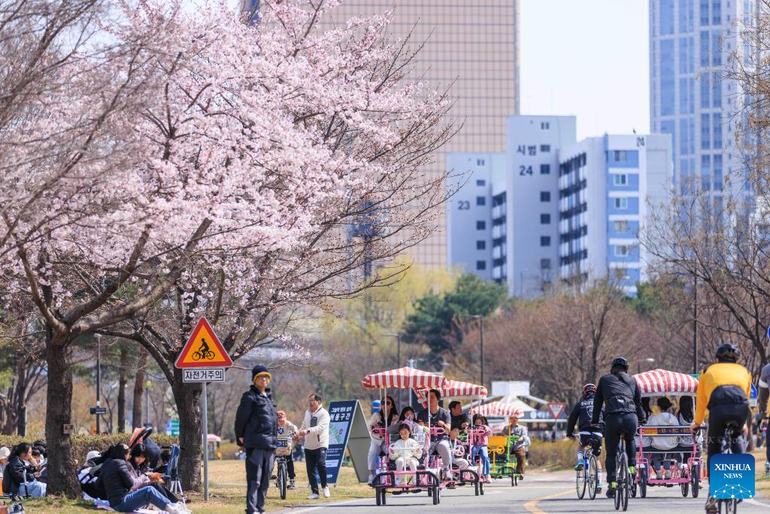 Người dân Seoul thưởng lãm vẻ đẹp yên bình của thiên nhiên giữa lòng đô thị hiện đại. (Ảnh: Xinhua)