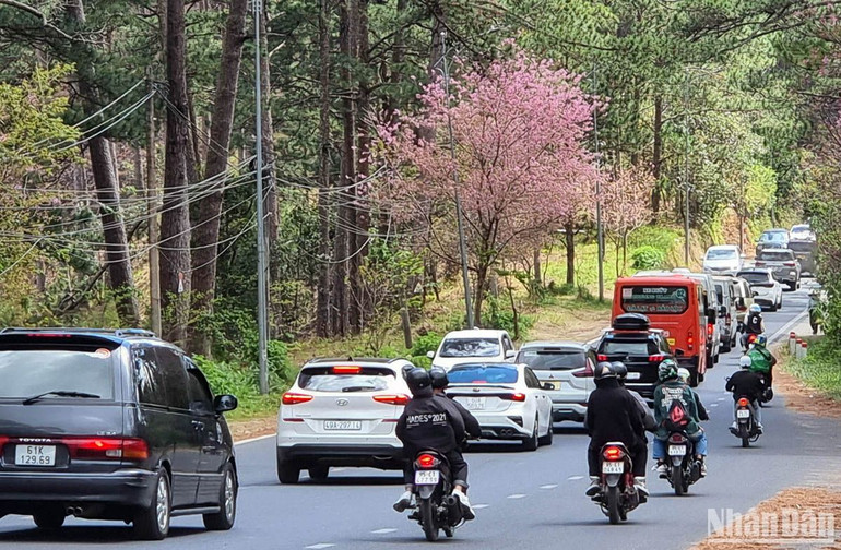 Dòng xe du xuân phố núi Đà Lạt. Dòng xe du xuân phố núi Đà Lạt.