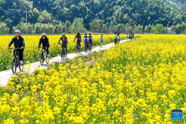 Du khách đạp xe giữa biển hoa cải vàng tại làng Dankeng, Giang Tây. Đây là một trong những điểm đến “hot” trong dịp Tết Thanh minh ở Trung Quốc năm nay.
