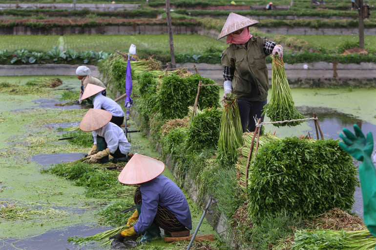 Phần lớn lao động nữ ở Việt Nam làm việc ở khu vực phi chính thức. (Ảnh: THÀNH ĐẠT)