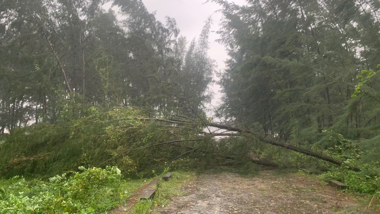 Đường vào âu tàu xã Mỹ Lộc, huyện Thái Thụy hiện bị tắc nghẽn do cây đổ ngang đường. (Ảnh: MAI TÚ) Đường vào âu tàu xã Mỹ Lộc, huyện Thái Thụy hiện bị tắc nghẽn do cây đổ ngang đường. (Ảnh: MAI TÚ)