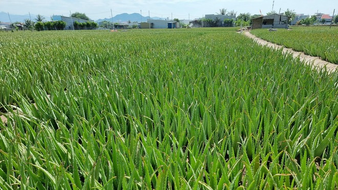 Vùng trồng cây nha đam liên kết với doanh nghiệp của nông dân phường Mỹ Bình, thành phố Phan Rang-Tháp Chàm, Ninh Thuận. (Ảnh: TTXVN)