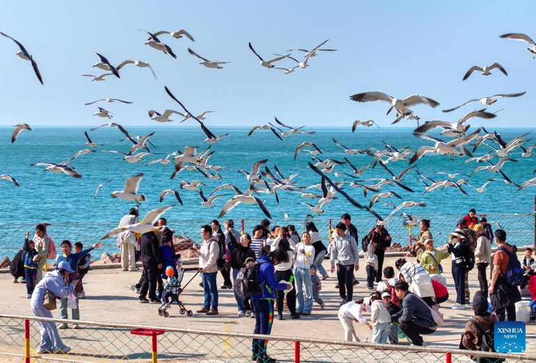 Du khách vui chơi cùng chim hải âu tại công viên sinh thái gần làng Xixiakou, thành phố Vinh Thành, tỉnh Sơn Đông.