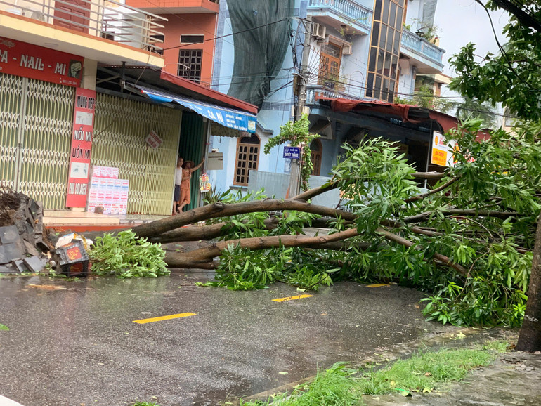 Cây to bật gốc trên đường phố Hải Dương. Cây to bật gốc trên đường phố Hải Dương.