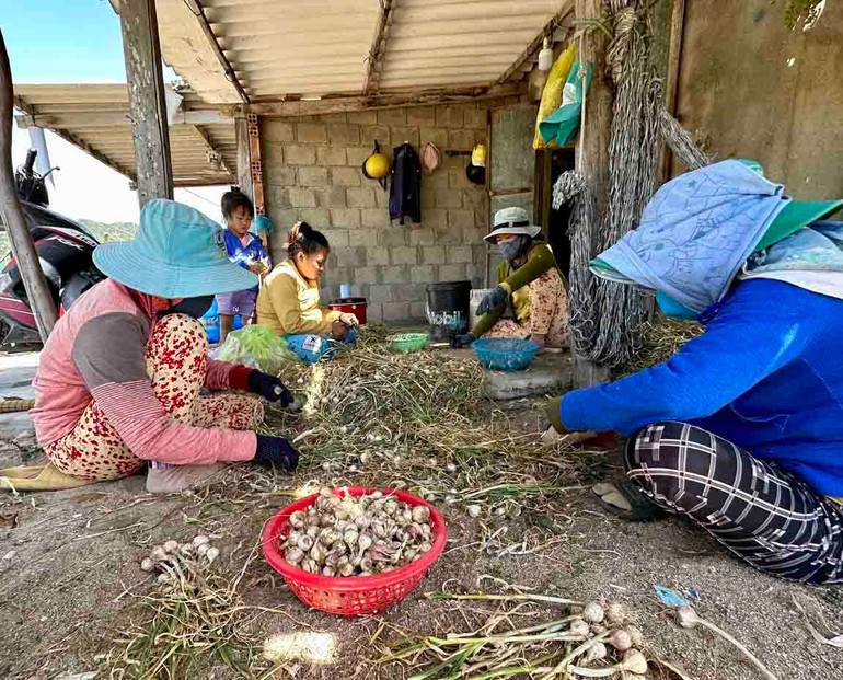 Nông dân trồng tỏi thôn Thái An, xã Vĩnh Hải, huyện Ninh Hải, tỉnh Ninh Thuận điêu đứng với chuyện tỏi mất mùa, mất giá hồi đầu năm 2023. (Ảnh: NGUYỄN TRUNG) Nông dân trồng tỏi thôn Thái An, xã Vĩnh Hải, huyện Ninh Hải, tỉnh Ninh Thuận điêu đứng với chuyện tỏi mất mùa, mất giá hồi đầu năm 2023. (Ảnh: NGUYỄN TRUNG)