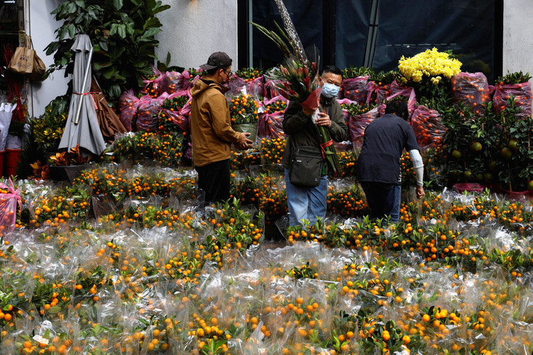 Sắm quất trưng Tết ở Hồng Kông, Trung Quốc. (Ảnh: Reuters)