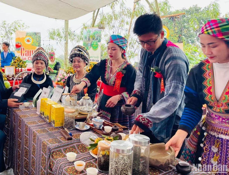 Thưởng lãm chè Shan tuyết Suối Giàng.