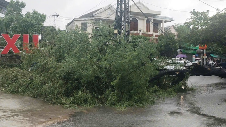 Cây xanh trên các tuyến đường ở thành phố Huế bị đổ ngã.
