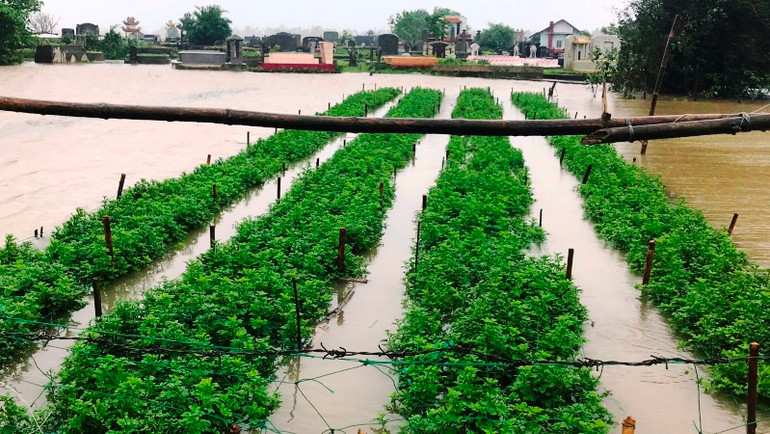 Nhiều diện tích hoa màu tại các khu vực ven sông, vùng thấp trũng bị ngập úng, gây thiệt hại lớn cho bà con nông dân.
