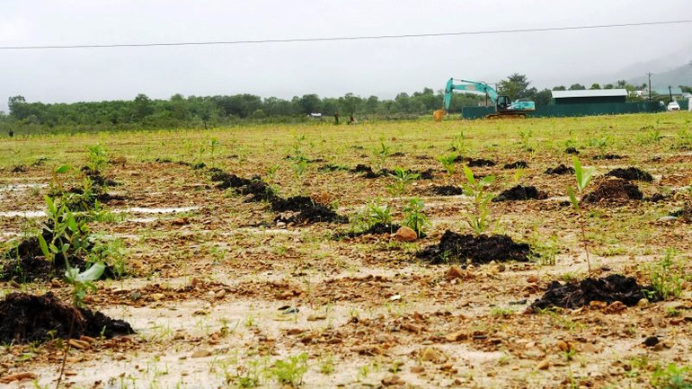 Đơn vị đã tiến hành hoàn thổ và trồng cây trên diện tích đất khu B (5,23ha), Khu vực hoàn thành xử lý hiện trường được hoàn trả môi trường trong sạch, an toàn