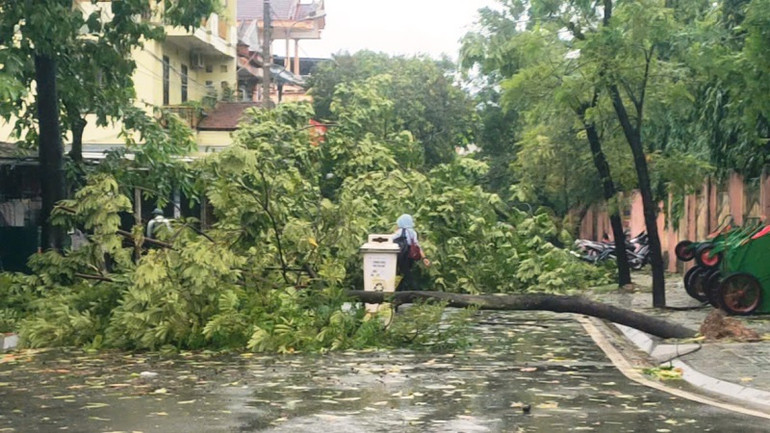 Nhiều cây xanh tại thành phố Huế bị đổ ngã.