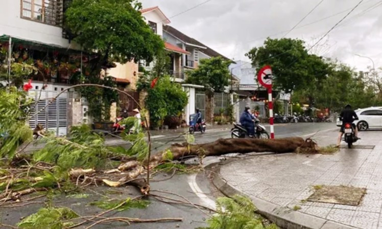 Cây phượng trên đường Phan Bội Châu bị gió thổi bật gốc. Cây phượng trên đường Phan Bội Châu bị gió thổi bật gốc.