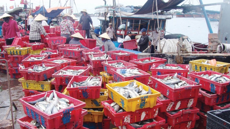 Thành quả sau một chuyến vươn khơi bám biển của ngư dân Phú Vang.