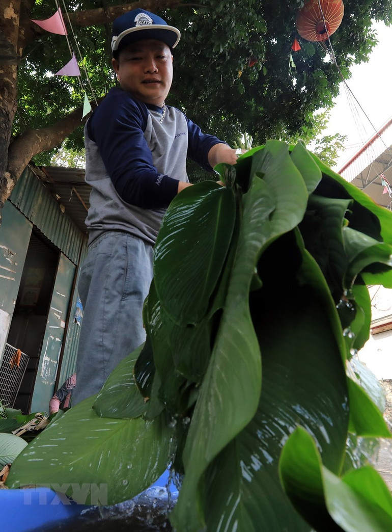 Sau khi cắt lá, người dân rửa sạch rồi đem cất vào nơi râm mát. (Ảnh: Tuấn Anh/TTXVN)