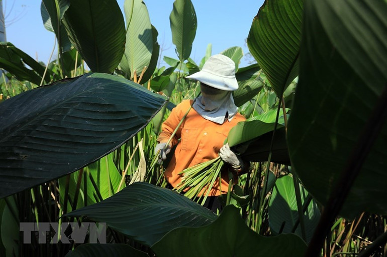 Lá dong không thể thu hoạch sớm quá vì để lâu lá sẽ hỏng, còn thu hoạch muộn quá lại không kịp bán cho thương lái. (Ảnh: Phạm Hậu/TTXVN)