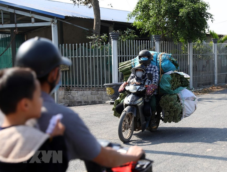 Dịp Tết năm nay, lá dong được thu mua tại vườn với giá 80.000-120.000 đồng/100 tàu. Dự kiến cận Tết, giá có thể tăng thêm. (Ảnh: Phạm Hậu/TTXVN)