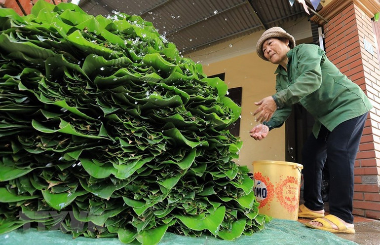 Theo kinh nghiệm dân gian, người dân bảo quản lá dong bằng cách dấp nước, bó lại và dựng đứng ở nơi có độ ẩm cao với phần cuống lá hướng xuống dưới, như thế, lá dong có thể để tươi tới 20 ngày. (Ảnh: Tuấn Anh/TTXVN)