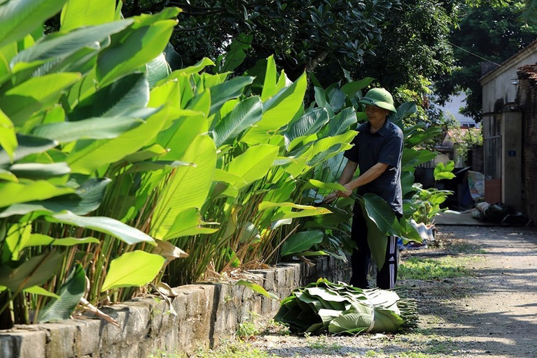 Đến làng Tràng Cát những ngày cận Tết, đâu đâu cũng thấy cảnh người dân thu hoạch lá dong. (Ảnh: Tuấn Anh/TTXVN)