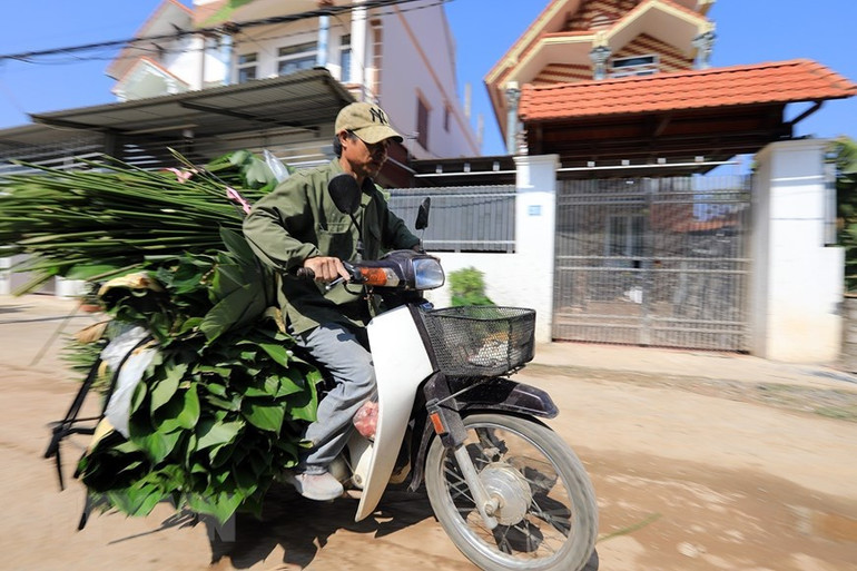 Thương lái đến thu mua lá dong tại làng Tràng Cát. (Ảnh: Tuấn Anh/TTXVN)