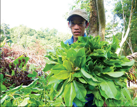 Săn đọt quỳnh rừng trên Núi Cấm.