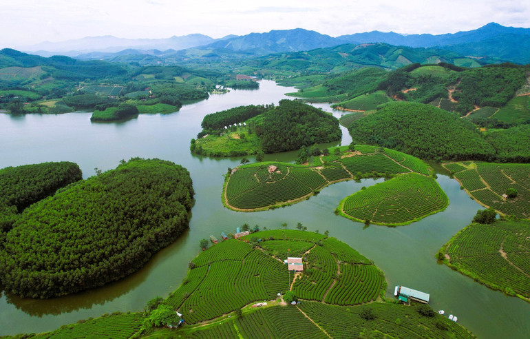 Đảo chè thơ mộng. Ảnh: Trần Duy Ngoãn