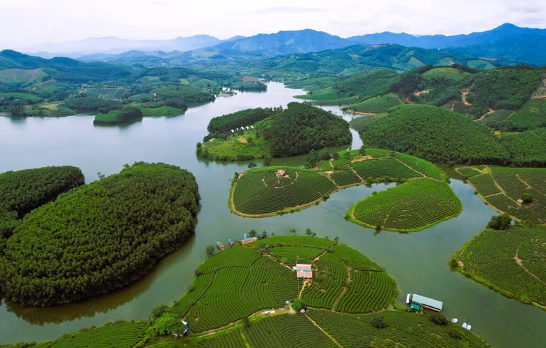 Đảo chè thơ mộng. Ảnh: Trần Duy Ngoãn