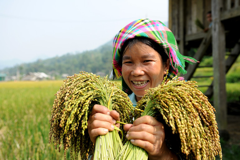 Thu hoạch nếp nương tại xã Tú Lệ, huyện Văn Chấn (Yên Bái). Ảnh: Đăng Khoa Thu hoạch nếp nương tại xã Tú Lệ, huyện Văn Chấn (Yên Bái). Ảnh: Đăng Khoa