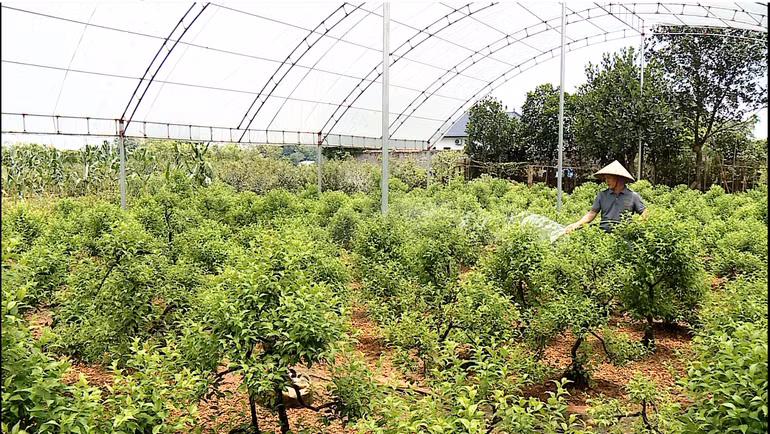 Trồng mai trắng mang lại giá trị kinh tế cao cho người nông dân.