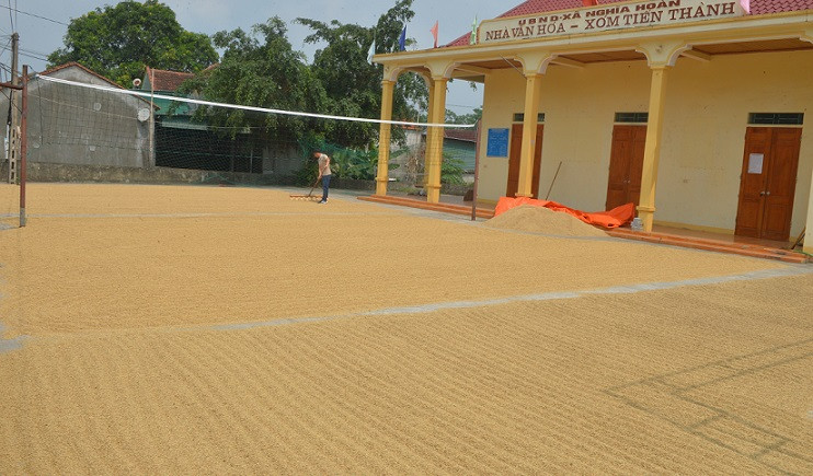 Vụ Xuân 2024 thắng lợi cả về sản lượng và giá thu mua.