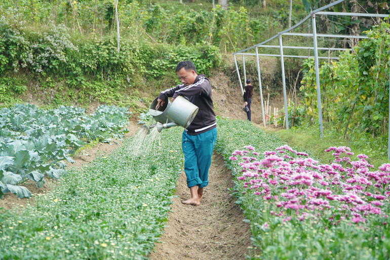Anh Trần Văn Thể chăm vườn hoa phục vụ Tết Giáp Thìn sắp tới.