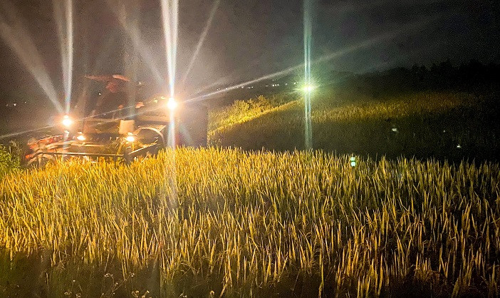 Huy động máy gặt làm việc "xuyên" đêm để "chạy" bão.