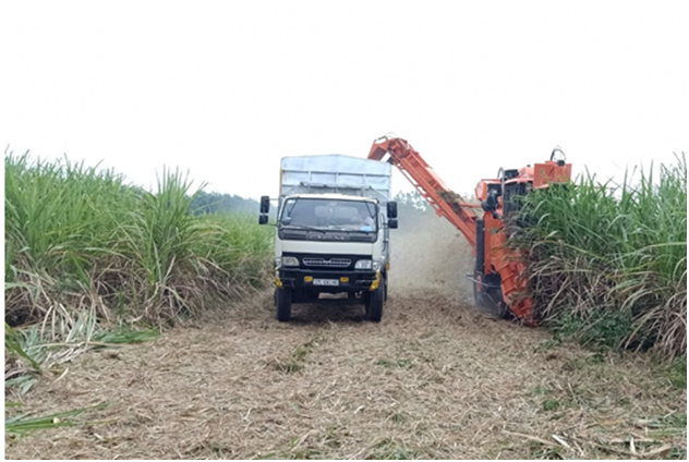Nông dân Quỳ Hợp đầu tư máy thu hoạch mía để giảm sức lao động, tăng hiệu quả trồng mía và nâng cao thu nhập.