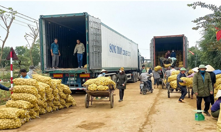 Cây khoai tây trở thành cây trồng chủ lực vụ đông ở nhiều xã của huyện Diễn Châu