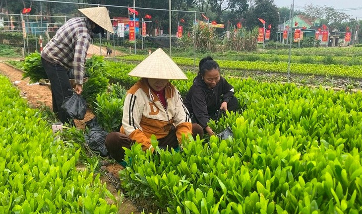 Khu Lâm nghiệp khi đi vào hoạt động sẽ cung cấp các loại cây giống theo dây chuyền công nghệ sản xuất hiện đại.