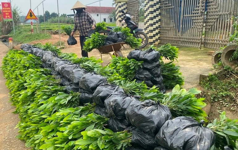 Người dân sẽ được cung cấp các loại giống keo cho năng suất vượt trội nhờ giống công nghệ cao.