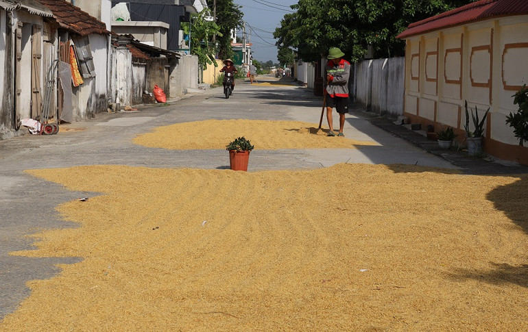 Tận dụng trời nắng để phơi lúa.