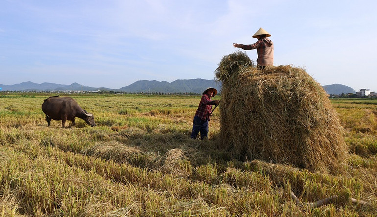 Bà con còn tranh thủ thu hoạch rơm về phục vụ chăn nuôi và làm nấm.