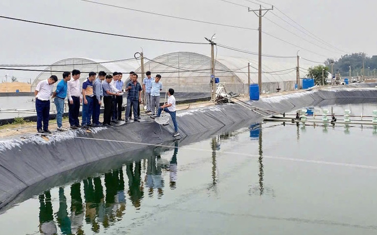 Các đại biểu tham quan mô hình nuôi tôm trên cát ở địa bàn thị xã Hoàng Mai.