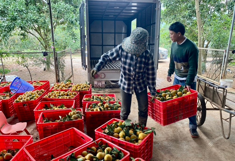 Cam Vinh chuẩn bị nhập vào siêu thị để phục vụ dịp Tết Quý Mão 2023.