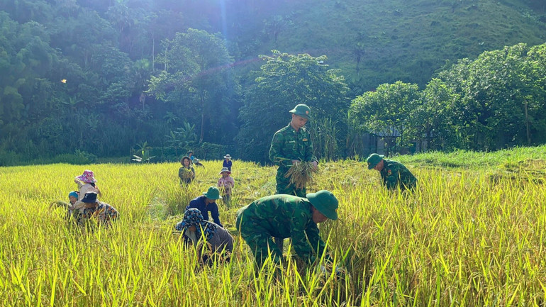 Không chỉ cầm tay chỉ việc trồng lúa nước, Bộ đội Biên phòng còn giúp đồng bào thu hoạch gọn lúa hè thu chạy lụt.