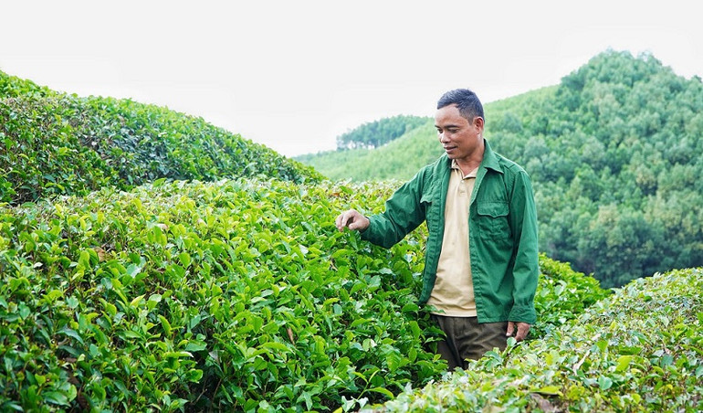 Gia đình anh Moong Văn Tuyền thoát nghèo nhờ nguồn vốn ưu đãi của Ngân hàng Chính sách xã hội huyện Thanh Chương phát triển cây chè, keo và chăn nuôi.